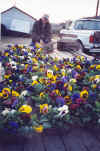 pansy_randy.jpg (64548 bytes)