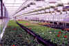 stockhouse.jpg (106852 bytes)